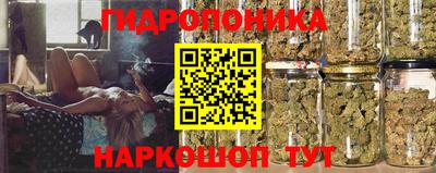 крисы Шебекино
